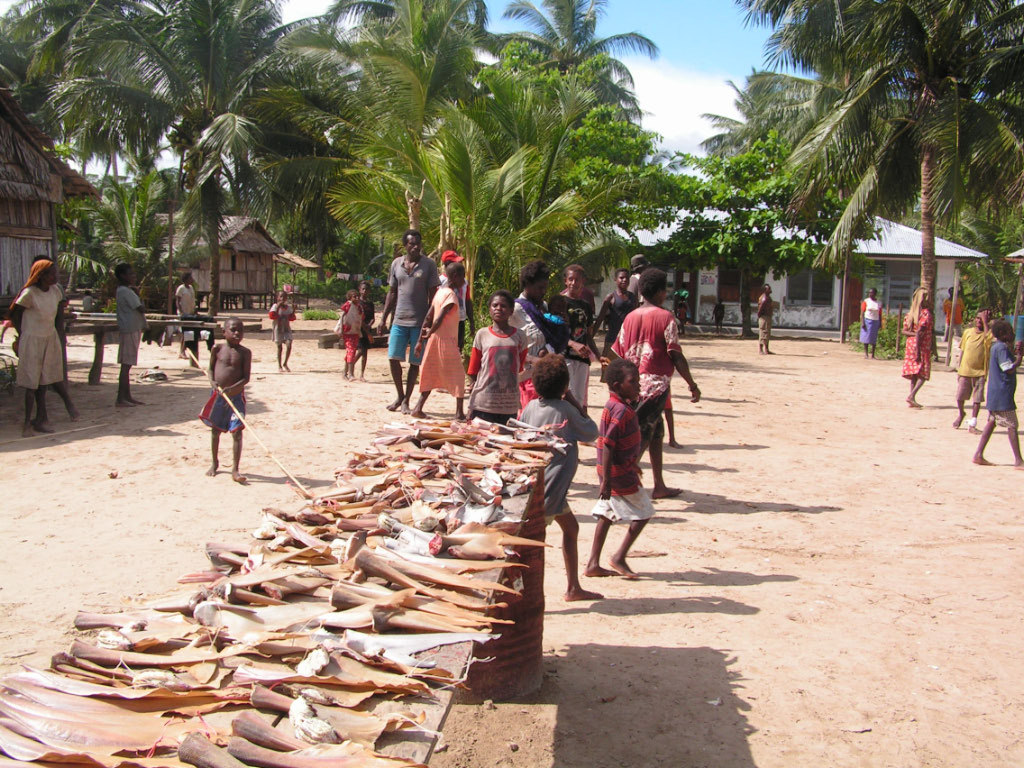 séchage d'ailerons de requin en Papouasie séchage d'ailerons de requin en Papouasie